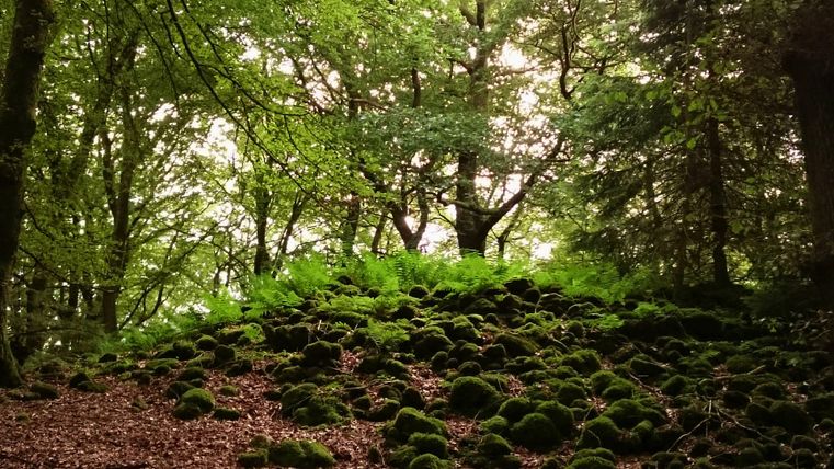 Ein moosbedeckter Hügel im Wald, umgeben von hohen Bäumen. Das Licht dringt sanft durch das Blätterdach.