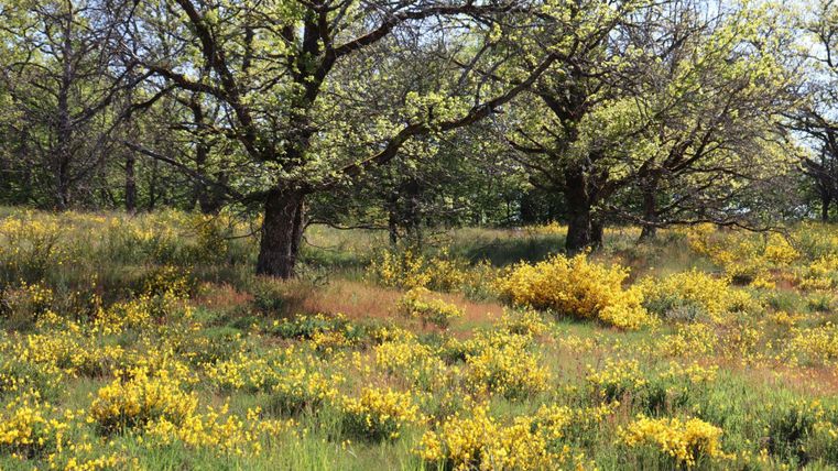 Une prairie avec des fleurs jaunes colorées et de grands arbres. La nature semble paisible et accueillante.
