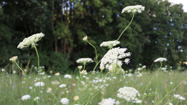 Eine blühende Wiese mit weißen Blumen und grünem Hintergrund. Die Pflanzen stehen in verschiedenen Höhen und verleihen der Szene eine naturnahe Atmosphäre.