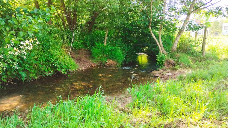 Een heldere beek stroomt door een groene weide met veel gras en bomen. De omgeving is rustig en natuurlijk.