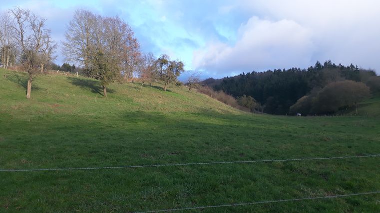 Green meadow with scattered trees and a forest in the background under a cloudy sky.