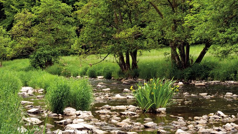 Ein Fluss mit Steinen und Pflanzen, umgeben von Bäumen und Gras.
