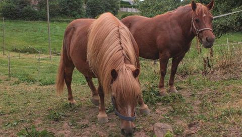 Deux chevaux se tiennent sur une prairie verte. L'un a une longue crinière blonde et l'autre est brun.