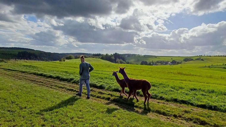Un homme se tient sur un champ vert et regarde deux lamas qui l'accompagnent. Le ciel est nuageux, et le paysage semble idyllique et vaste.
