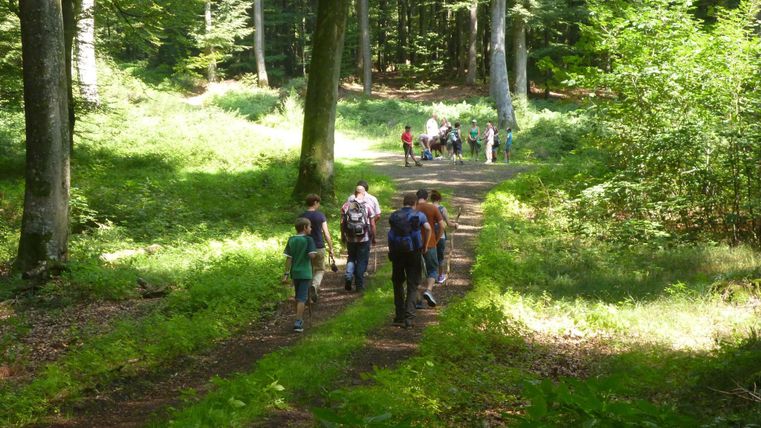 Een groep mensen loopt op een bospad. Omringd door groene bomen en weelderige vegetatie.