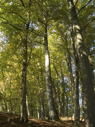 Une forêt avec de grands arbres et des feuilles vertes. La lumière passe à travers les branches et crée une atmosphère calme.