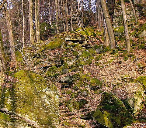 Moosbedeckte Sandsteinstufen im Wald mit Laub und Bäumen.