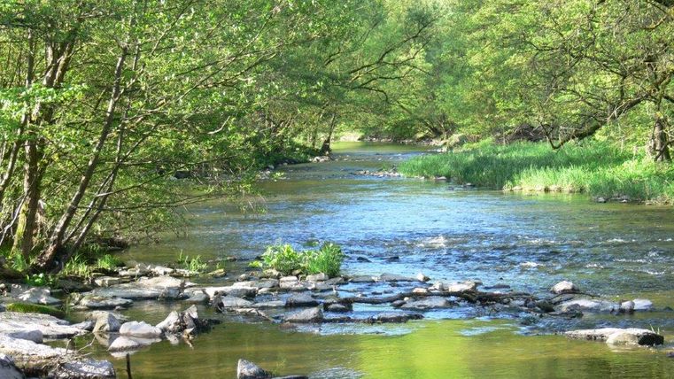 A calm river flows through a green forest in the Southern Eifel Nature Park.