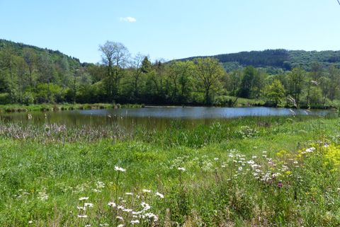 Hinter einer blühenden Wiese der Stausee und die weitere Umgebung bei Sonnenschein
