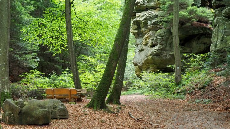 Forest path with bench and rock formation in the background.