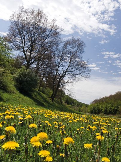 Löwenzahnwiese mit Bäumen im Hintergrund unter blauem Himmel.
