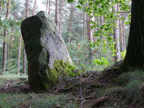 Ein großer, moosbedeckter Stein steht im Wald. Um ihn herum wachsen grüne Pflanzen und Bäume.