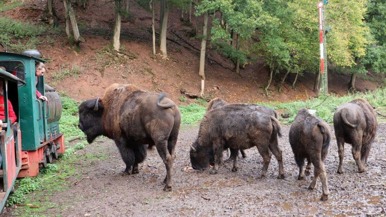 Eine Gruppe von Bisons steht auf einem matschigen Weg. Im Hintergrund ist eine kleine Bahn zu sehen, aus der Menschen schauen.