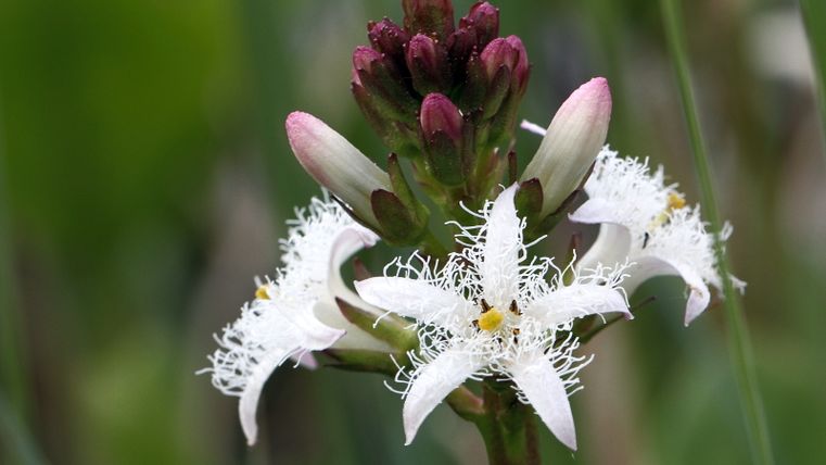Urprümschleife bei Echtershausen