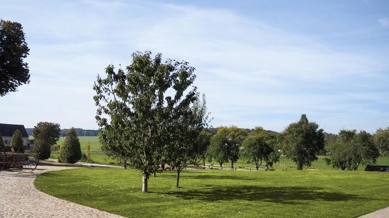 Ein schöner, grüner Garten mit mehreren Bäumen und einem gepflasterten Weg. Der Himmel ist klar und blau.