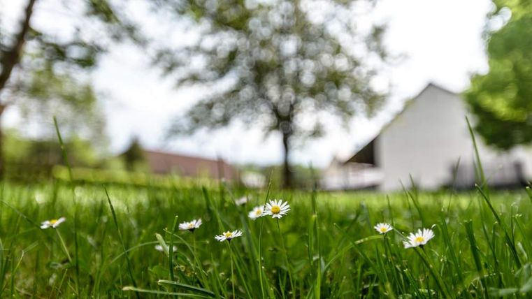 Een groene grasmat met bloeiende madeliefjes en een vage achtergrond. Op de achtergrond is een helder huis en bomen te zien.