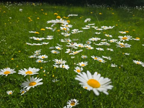 Eine Wiese voller weißer Gänseblümchen und gelber Blüten. Das Grün der Gräser umrahmt die Blumenblüten.