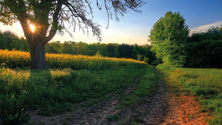 Landschaft mit Feldweg, Bäumen und Sonnenuntergang.