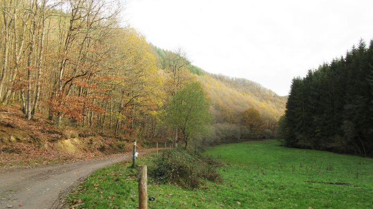 Ein herbstlicher Waldweg im Radenbachtal mit buntem Laub und grüner Wiese.