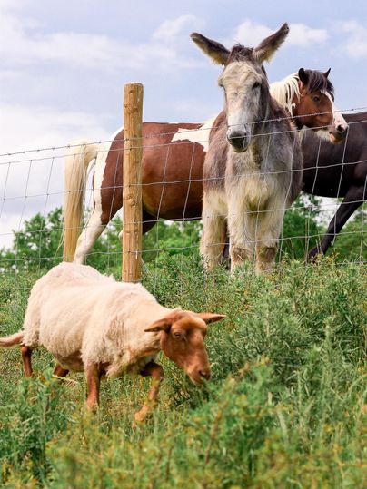 Een ezel en twee paarden staan achter een hek op een weiland. Op de voorgrond staat een schaap te grazen.
