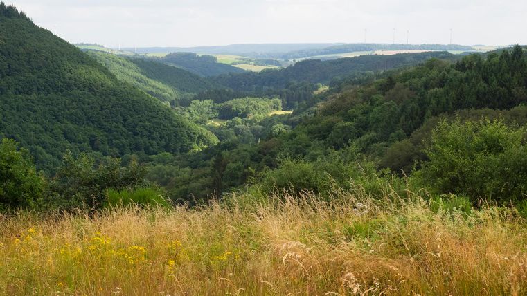 Vue panoramique sur une vallée verdoyante avec des forêts et des prairies.