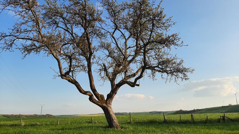 Un arbre solitaire se trouve sur une pelouse verte sous un ciel bleu clair. À l'arrière-plan, des collines douces sont visibles.