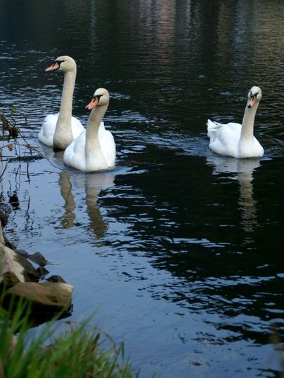 Trois cygnes nagent paisiblement sur une eau calme. Leurs réflexions sont visibles à la surface de l'eau.