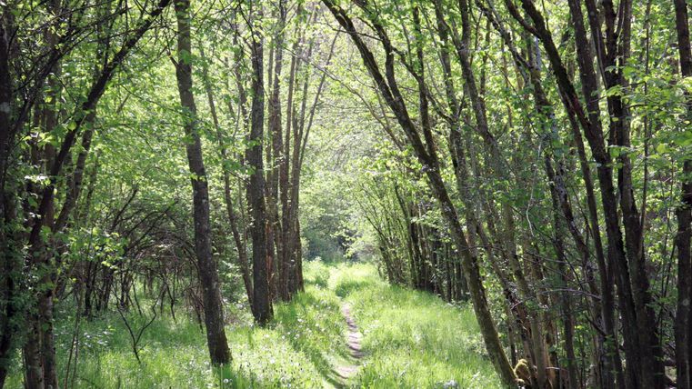 Un chemin forestier tranquille entouré de grands arbres. Le paysage est vert et accueillant, avec de la lumière qui filtre à travers les feuilles.