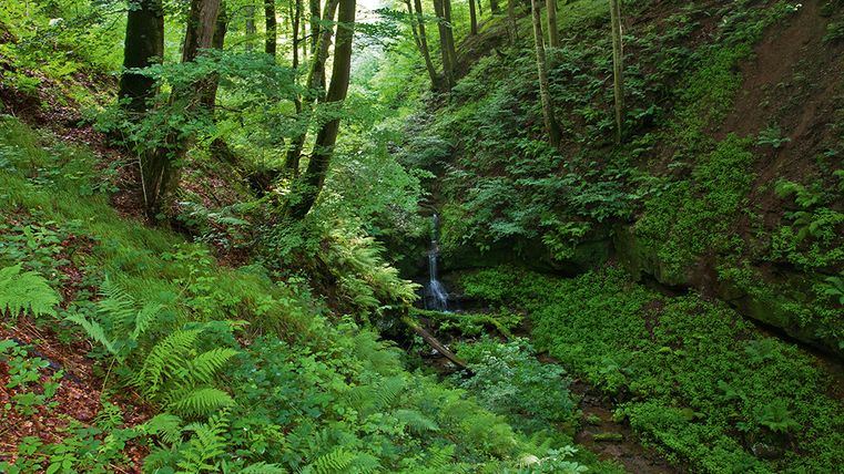 Ein kleiner Wasserfall in einem grünen Wald mit Farnen und Bäumen.