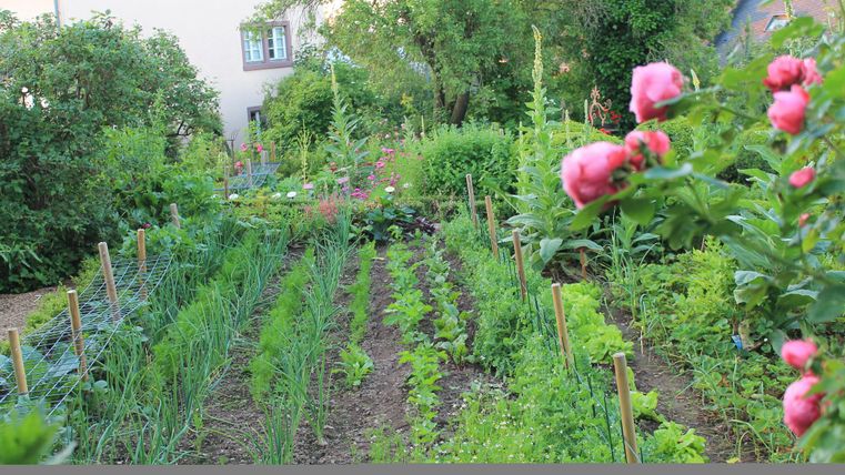 Ein schöner Gemüsegarten mit verschiedenen Pflanzenreihen und bunten Blumen im Vordergrund. Im Hintergrund ist ein Haus und viel grünes Laub zu sehen.