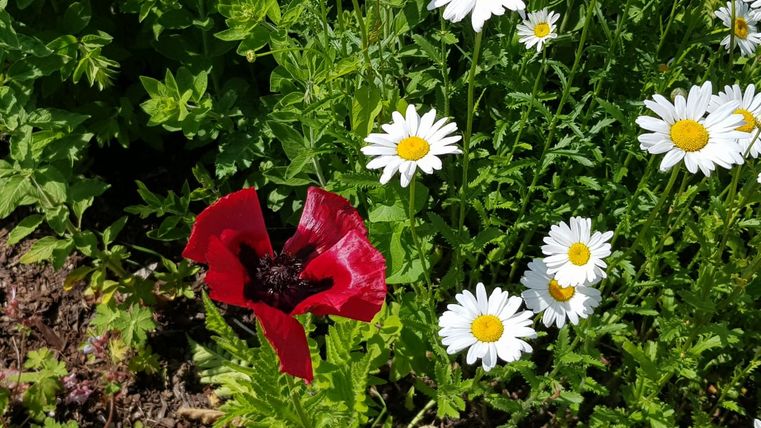 Red poppies and white daisies by the wayside.