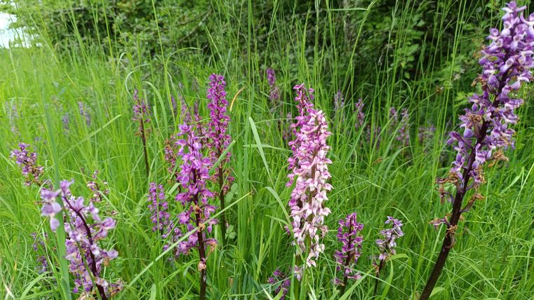 Eine lila Blume steht inmitten von grünem Gras. Im Hintergrund sind Bäume und ein verschwommener Gegenstand sichtbar.