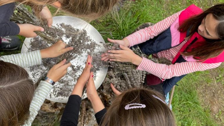 Eine Gruppe von Kindern arbeitet gemeinsam an einem Tisch. Sie sammeln und verarbeiten Lavendel in der Natur.