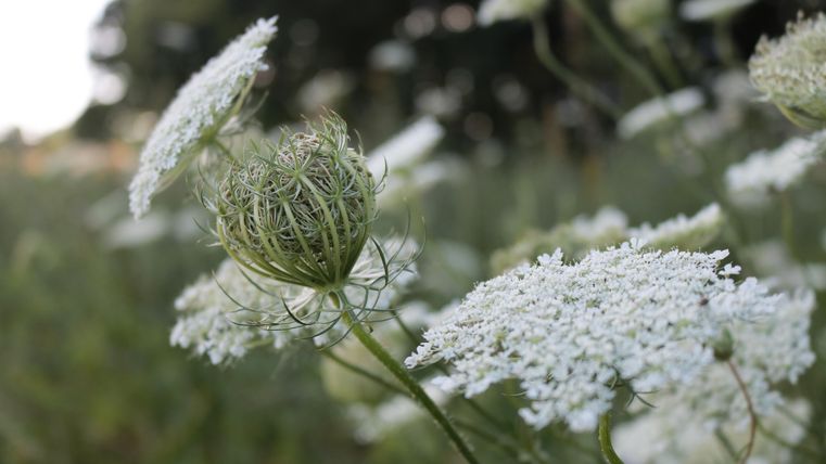 Eine Wiese mit weißen Blumen und einer sich öffnenden Blüte in der Mitte. Die Pflanzen sind von sanftem Grün umgeben.