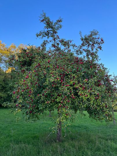 Ein Apfelbaum mit vielen roten Äpfeln steht auf einer grünen Wiese. Im Hintergrund ist ein klarer blauer Himmel zu sehen.