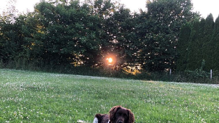 A dog is lying on a green meadow. In the background, the sun is setting.
