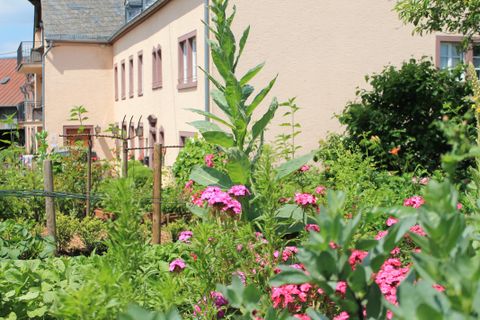 Un beau jardin avec des fleurs colorées et des plantes vertes. En arrière-plan, on voit un bâtiment lumineux avec des fenêtres.
