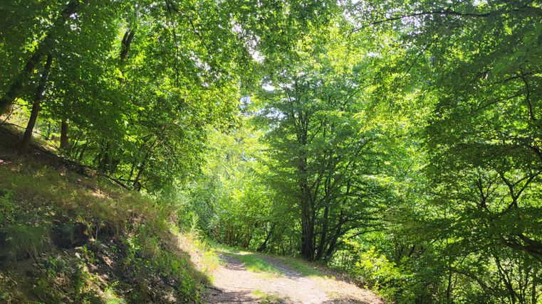 Ein Waldweg, umgeben von grünen Bäumen, im Sonnenlicht.