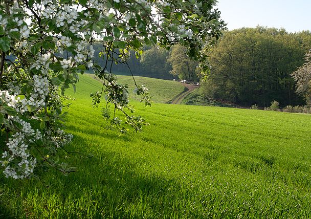 Prairie verte avec arbre en fleurs au premier plan et forêt à l'arrière-plan.