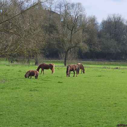 Een weiland met meerdere paarden die grazen. Op de achtergrond zijn bomen te zien.