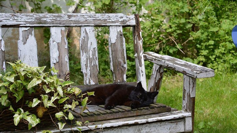 Een oude, verweerde bank in de tuin met een plant en een slapende zwarte kat. Op de achtergrond zijn groene struiken zichtbaar.
