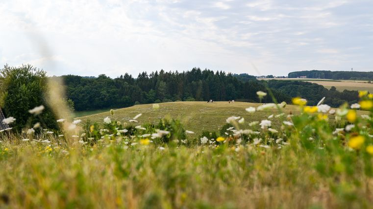 Landscape with meadows, trees and flowers in the foreground, forests and fields in the background.