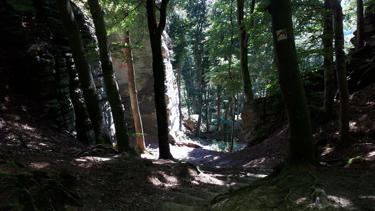 Une forêt calme avec de grands arbres et de douces rayons de lumière qui passent à travers le feuillage. À l'arrière-plan, on peut voir un paysage rocheux.