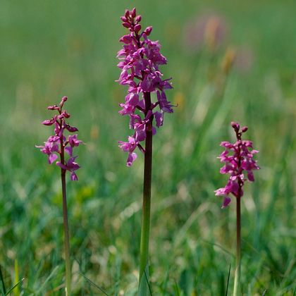 Orchis mascula (Männliches Knabenkraut)