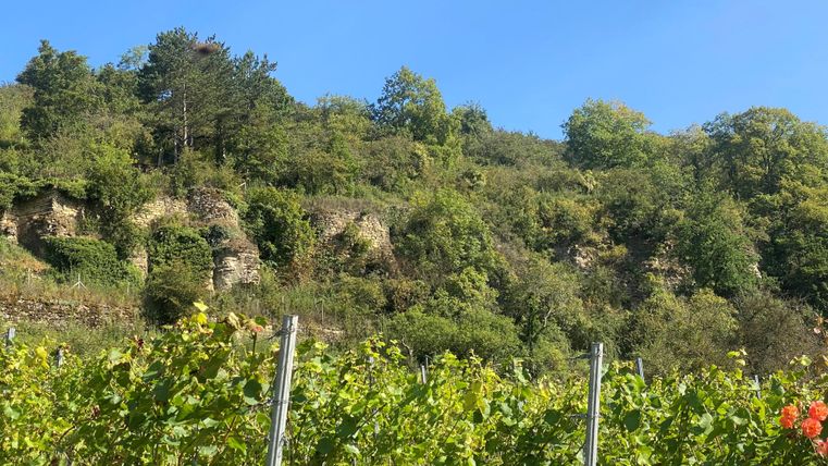 A picturesque vineyard with green vines and gentle hills in the background. The sky is clear and blue, highlighting the natural beauty of the landscape.