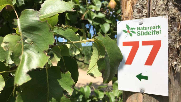 Wegweiser mit der Nummer 77 im Naturpark Südeifel an einem Baumstamm, umgeben von grünen Blättern.