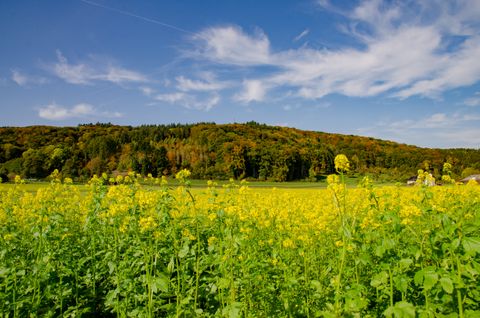 Blick auf ein gelbes Blumenfeld vor einem bewaldeten Hügel unter blauem Himmel.