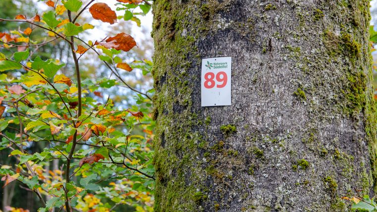Ein Baum mit einem Schild für den Rundwanderweg Nr. 89 im Naturpark Südeifel, umgeben von herbstlichen Blättern.
