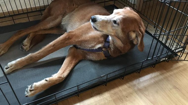 Un chien est allongé confortablement dans une caisse pour chien. La pièce a un sol en bois clair et une ambiance chaleureuse.