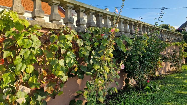 Een mooie tuin met een muur die bedekt is met planten. De lucht is helder en blauw, wat een aangename sfeer creëert.